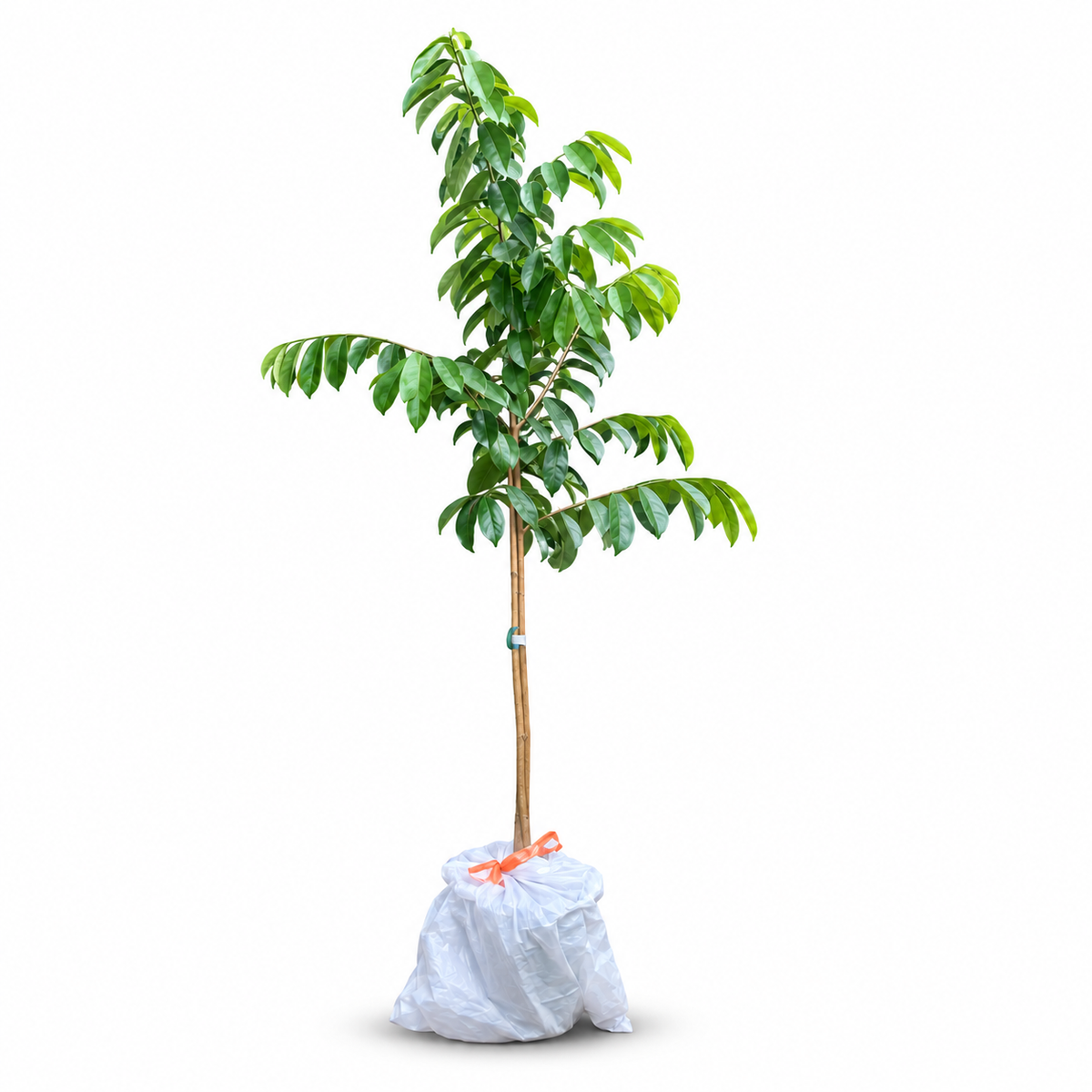 Large Soursop Tree , Live Annona Muricata Soursop Plant Live - 5-6 feet