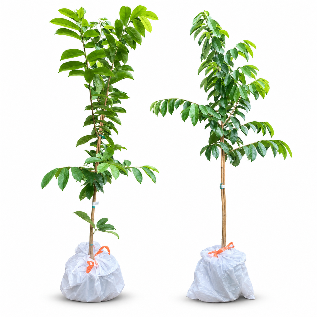 Large Soursop Tree , Live Annona Muricata Soursop Plant Live - 5-6 feet