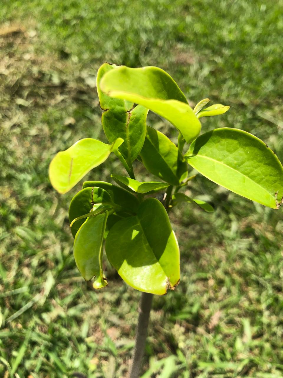 Soursop Tree , Live Annona Muricata Soursop Plant Live - 3 to 10 Inch Tall