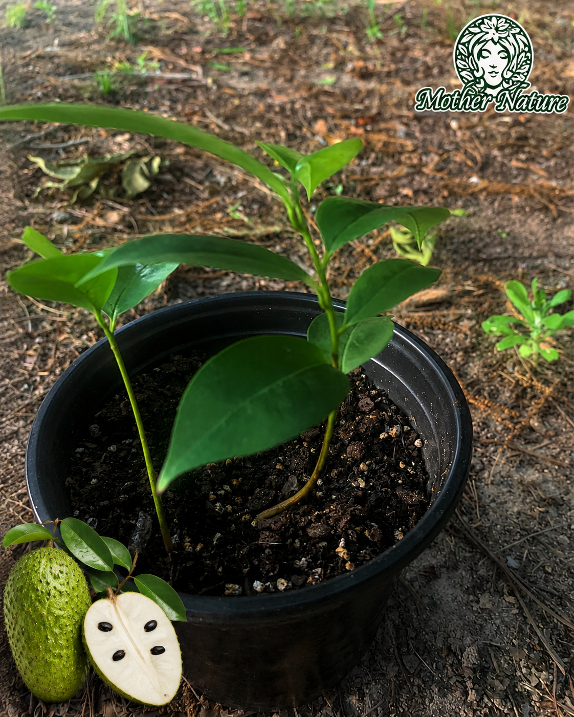 Soursop Tree , Live Annona Muricata Soursop Plant Live - 3 to 10 Inch Tall